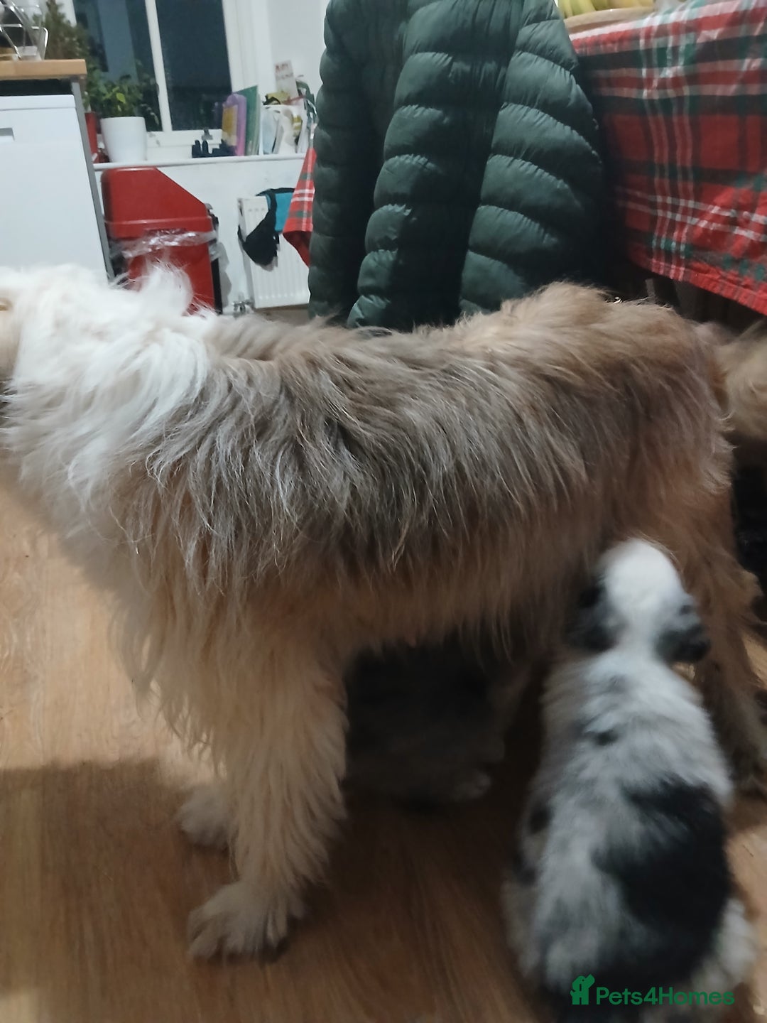 Mixed Breed dogs for sale: Beautiful blue Merle border collie puppies  - Advert 7