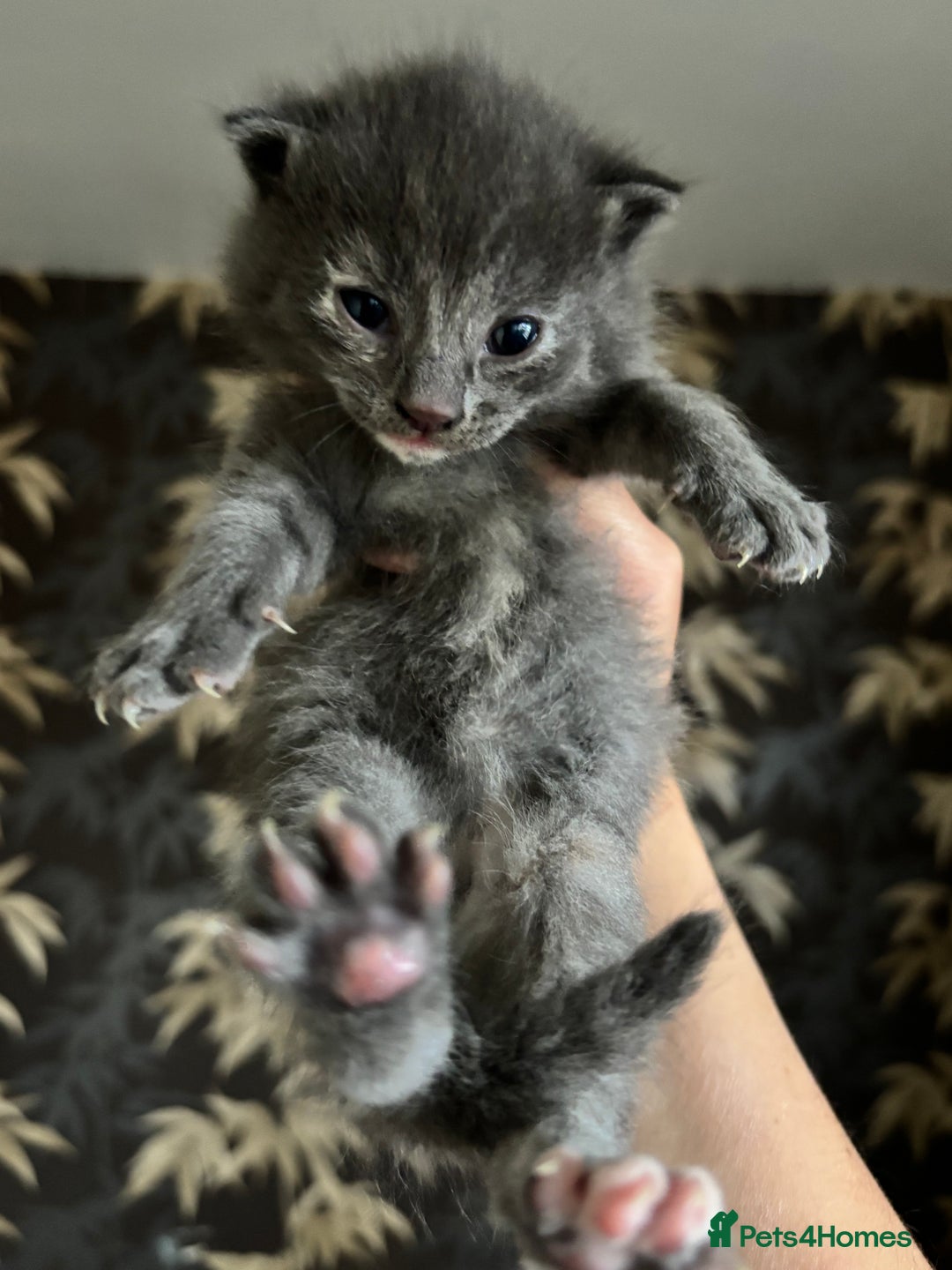 Mixed Breed cats for sale: Beautiful Kittens looking for new homes!❤️ - Image 7