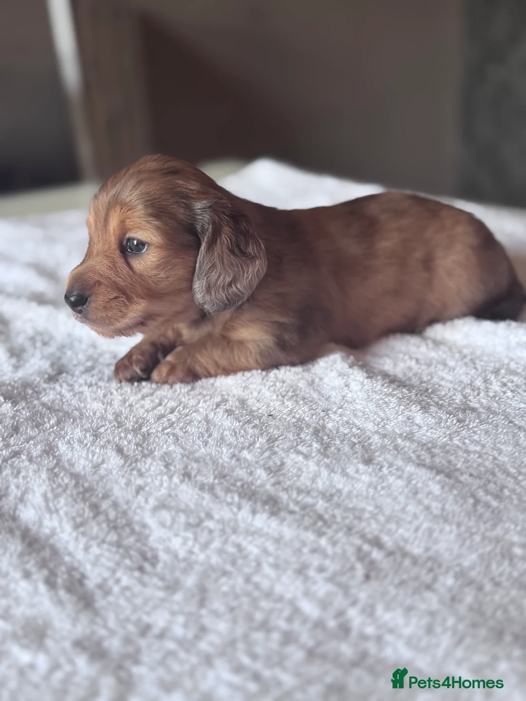 Miniature Dachshund dogs for sale: Beautiful long hairs mini dachunds  - Advert 26