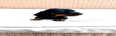 Miniature Dachshund 1