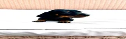 Miniature Dachshund dogs for sale: 7 Adorable Sausage Pups Ready 13th August (4 LEFT) - Advert 2