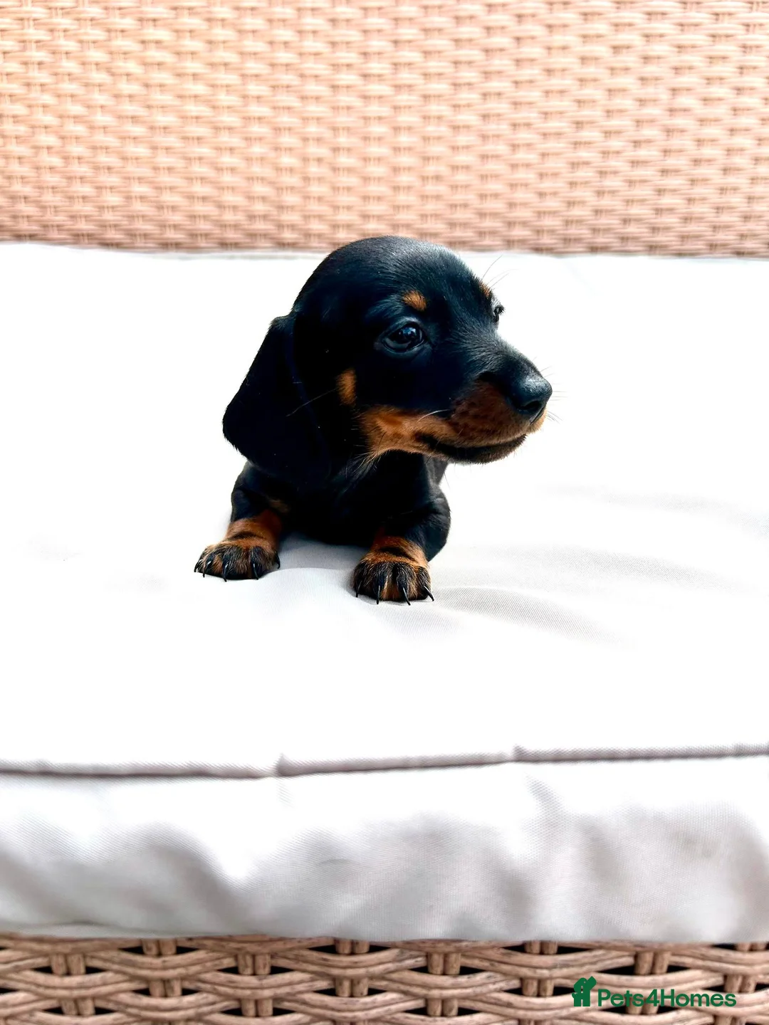 Miniature Dachshund dogs for sale: 7 Adorable Sausage Pups Ready 13th August (4 LEFT) - Advert 2
