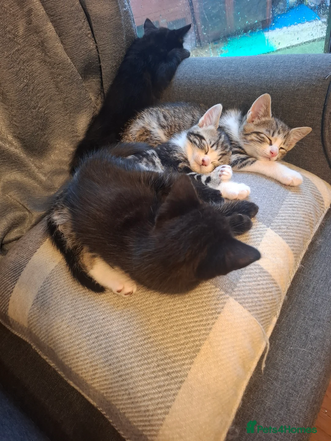 Mixed Breed cats for sale: 4 beautiful kittens - Advert 2