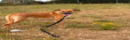 Mixed Breed dogs for adoption: Ree - Norwich Norfolk  - Advert 6