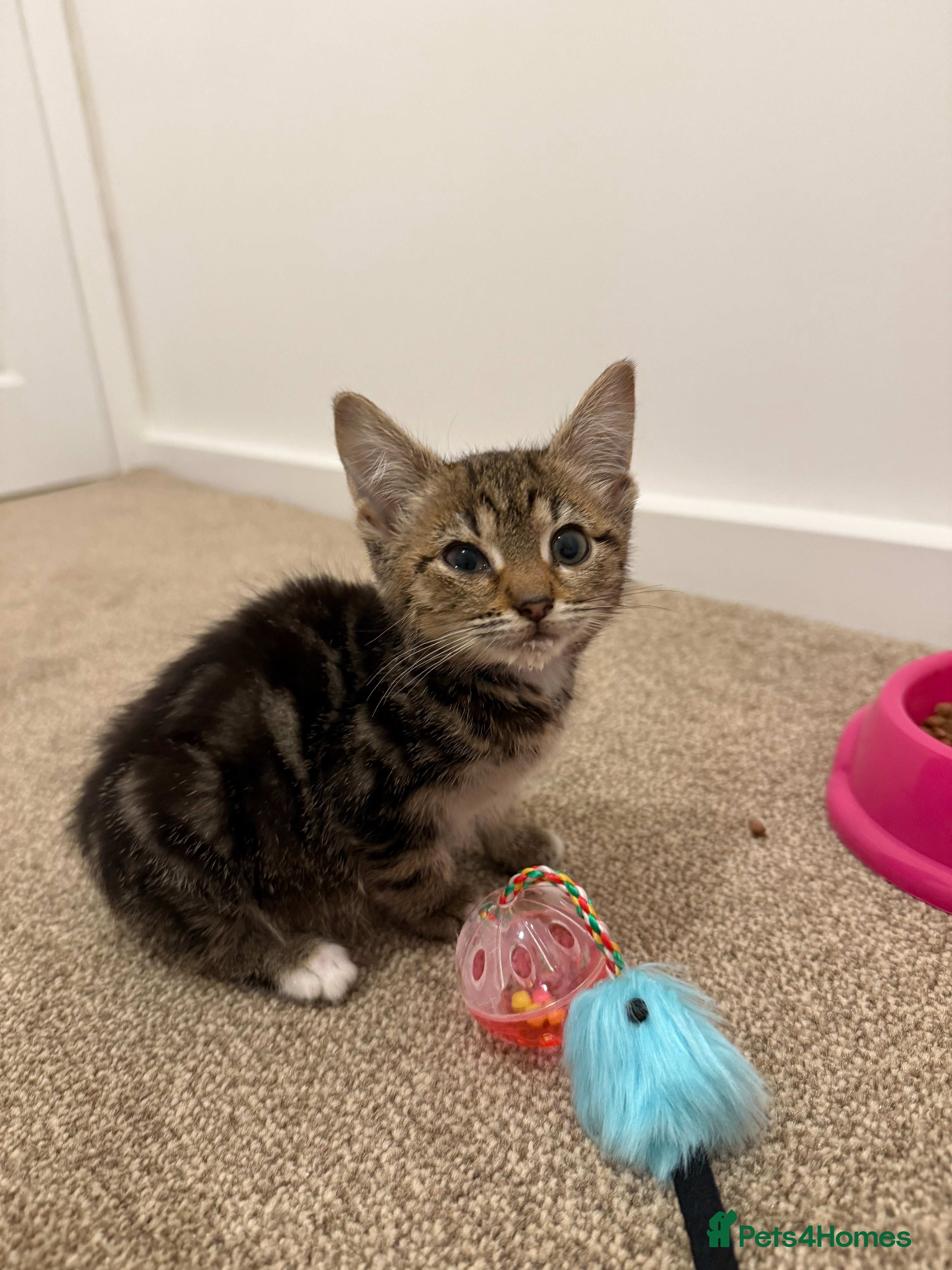 Bengal cats 20 week old kitten - Advert 3