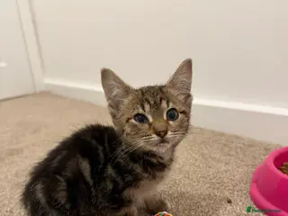 Bengal cats 20 week old kitten - Advert 2