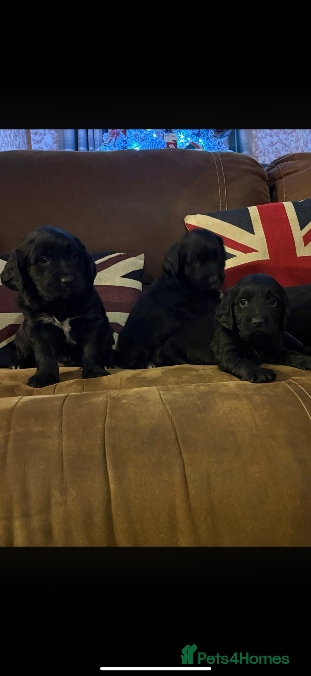 Mixed Breed dogs for sale: Golden Retriever cross Sprollies - Advert 3