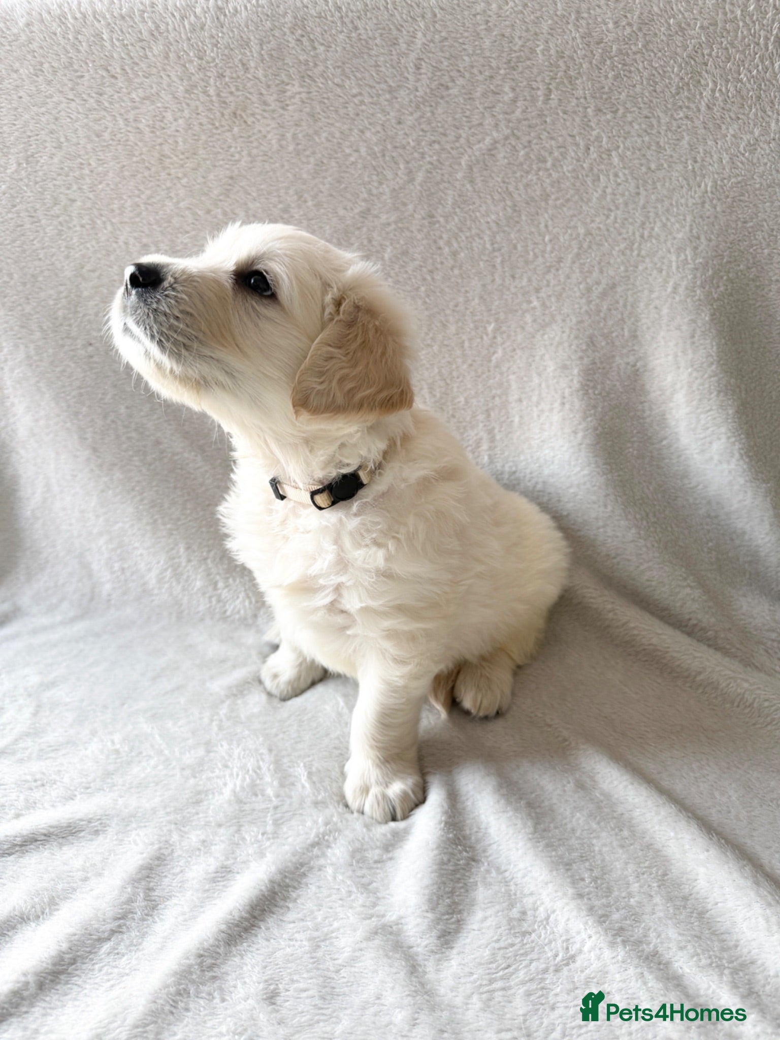 Golden Retriever dogs Golden Retriever Puppies — Ready from 3rd August - Advert 4