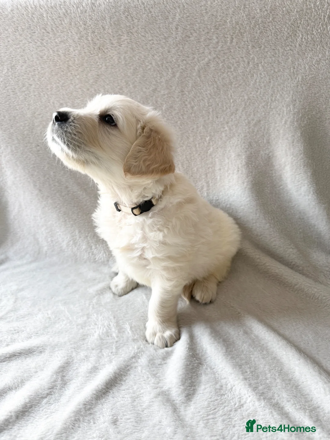 Golden Retriever dogs for sale: Golden Retriever Puppies — Ready from 3rd August - Advert 1
