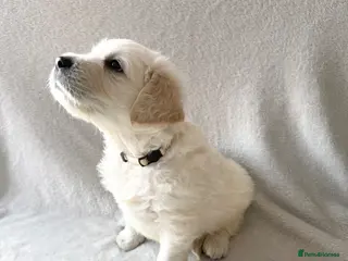 Golden Retriever dogs Golden Retriever Puppies — Ready from 3rd August - Advert 4