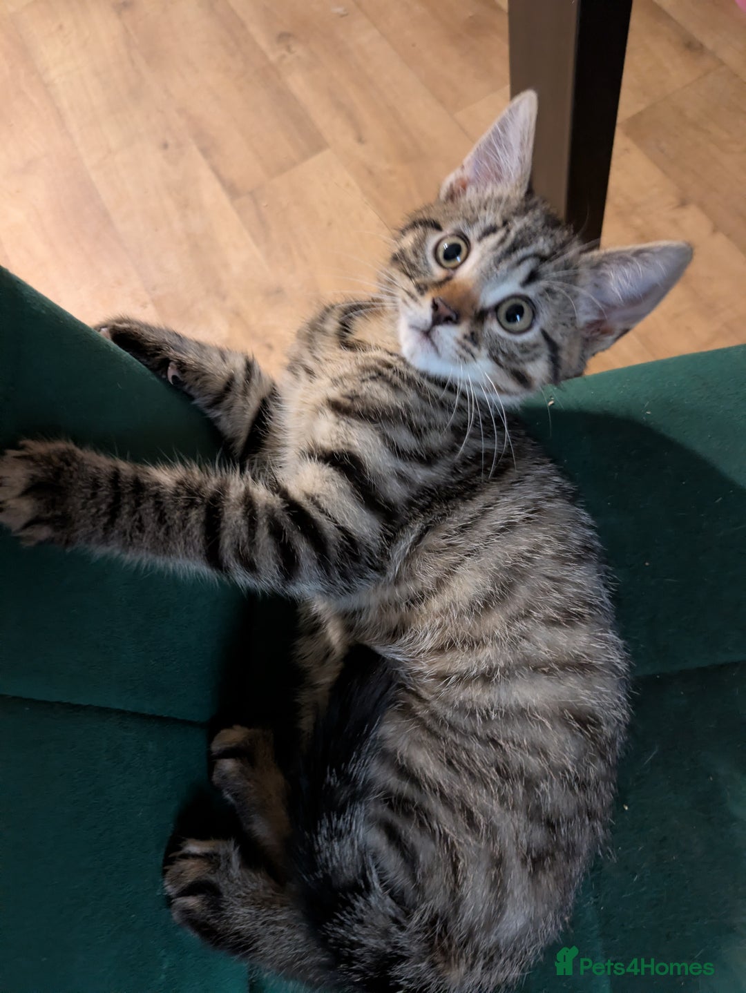 Bengal cats for sale: Bengal x American Maine Coon - Ready To Go!  - Advert 5