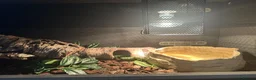 Python Snake reptiles for sale: Pied Ball pyhton and vivarium in Leicester - Advert 2