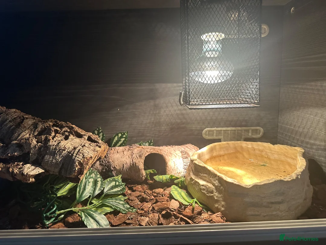 Python Snake reptiles for sale: Pied Ball pyhton and vivarium in Leicester - Advert 2