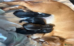 Cocker Spaniel dogs for sale: cockerspaniels  - Image 15