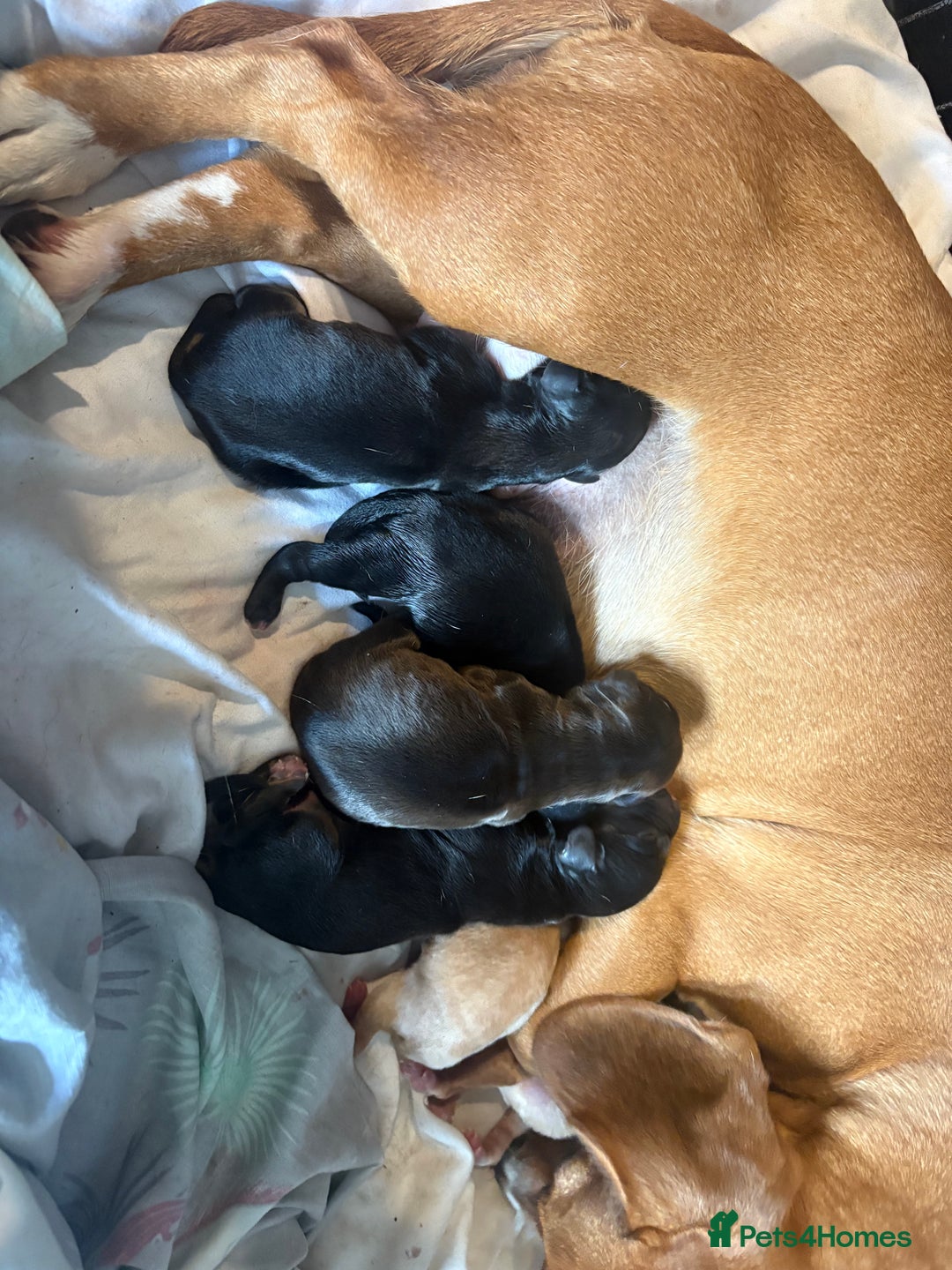 Cocker Spaniel dogs for sale: cockerspaniels  - Image 15