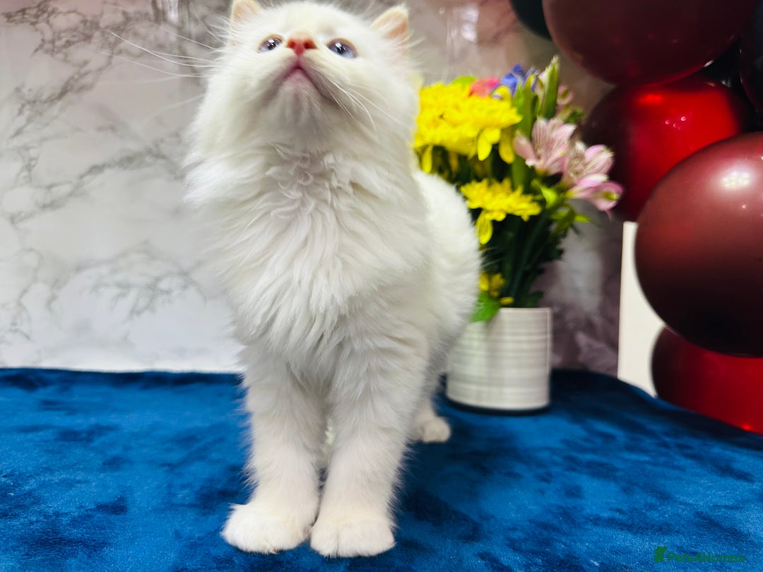Ragdoll cats for sale: TICA Registered Magnificent Ragdoll kittens  - Image 38