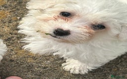 Bichon Frise dogs for sale: Two beautiful Bichon frise pups  - Image 8