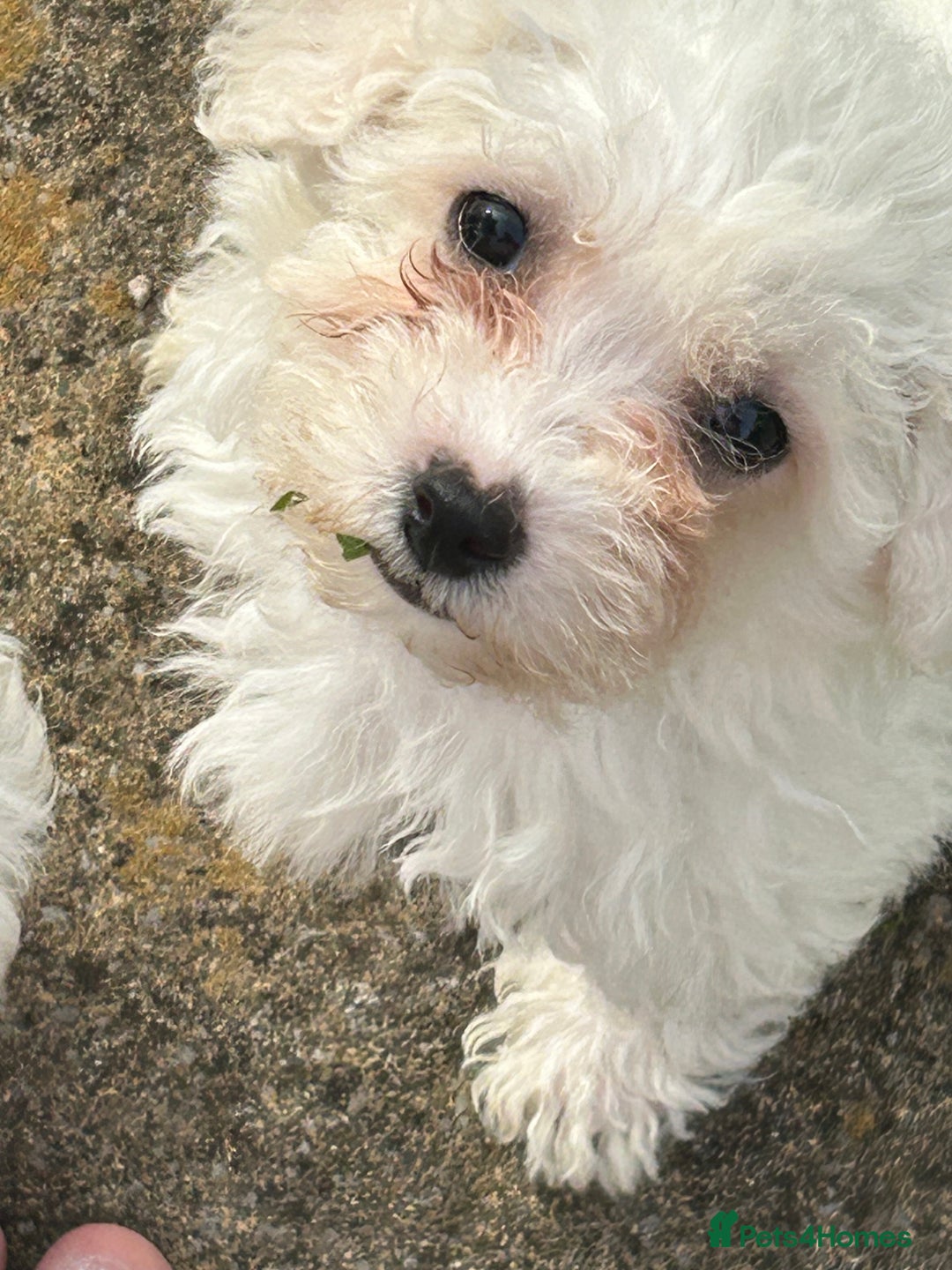 Bichon Frise dogs for sale: Two beautiful Bichon frise pups  - Image 8