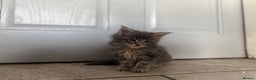 Maine Coon cats for sale: Exceptional Mainecoon Cubs 3 left - Advert 11