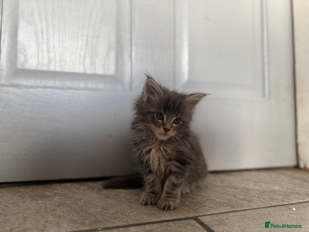Maine Coon cats for sale: Exceptional Mainecoon Cubs 3 left - Advert 11