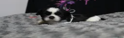 Shih Tzu dogs for sale: LOVELY CUTE SHIH TZU PUPPIES - Advert 2
