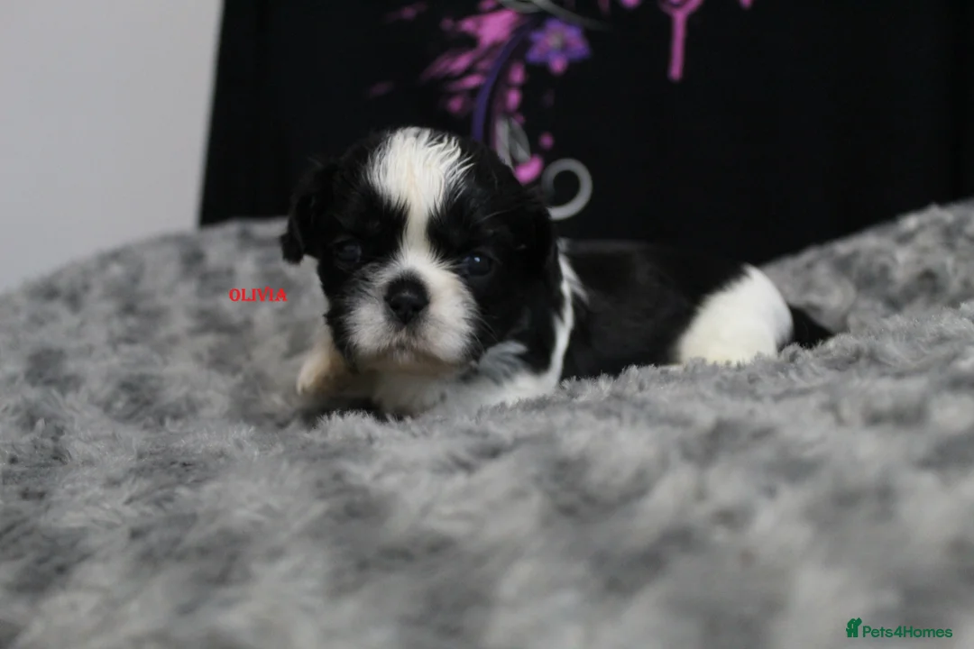 Shih Tzu dogs for sale: LOVELY CUTE SHIH TZU PUPPIES - Advert 2