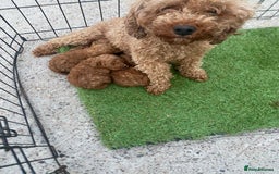 Poodle dogs for sale: Toy poodle puppies for sale  - Image 30