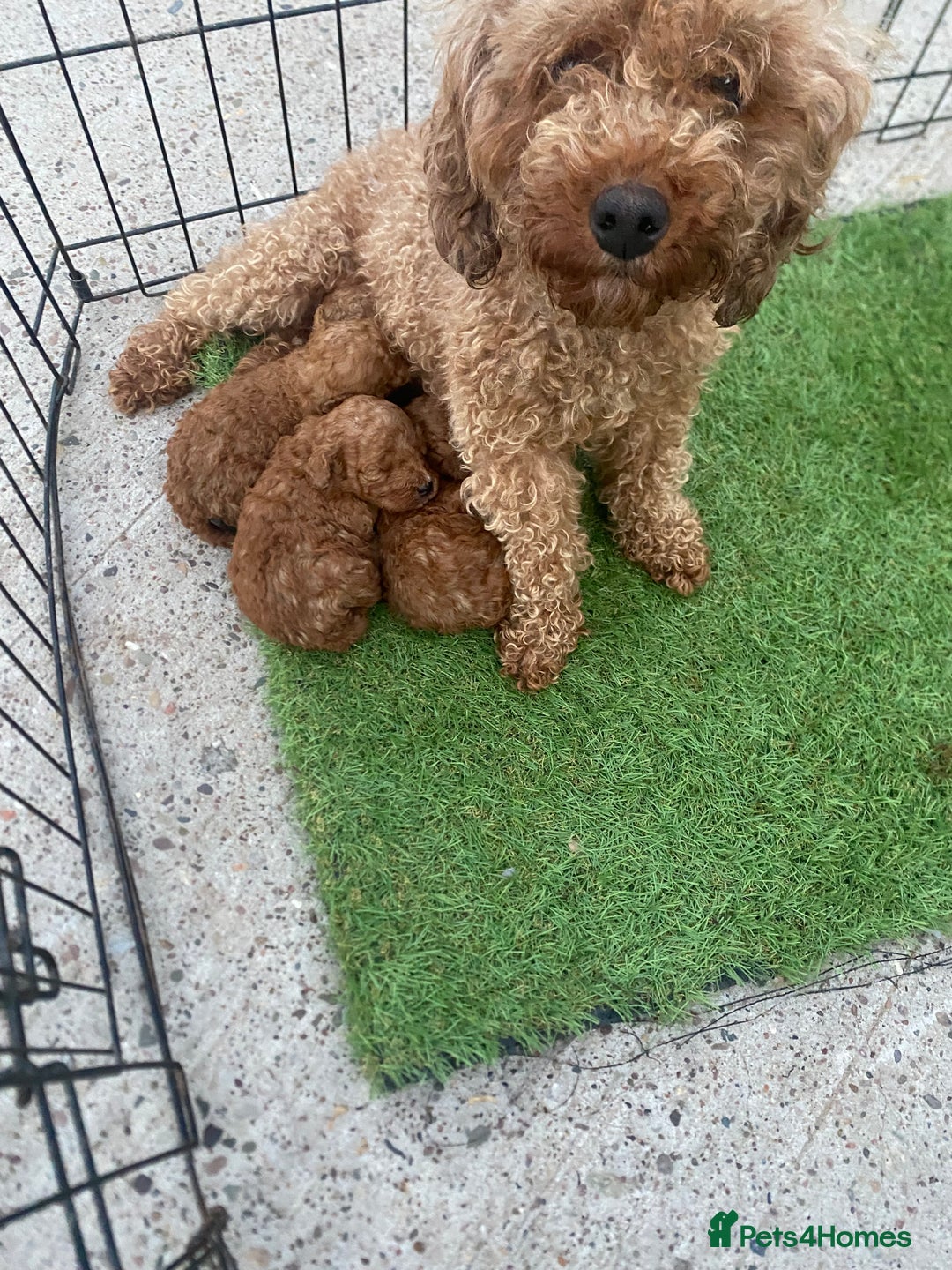 Poodle dogs for sale: Toy poodle puppies for sale  - Image 30