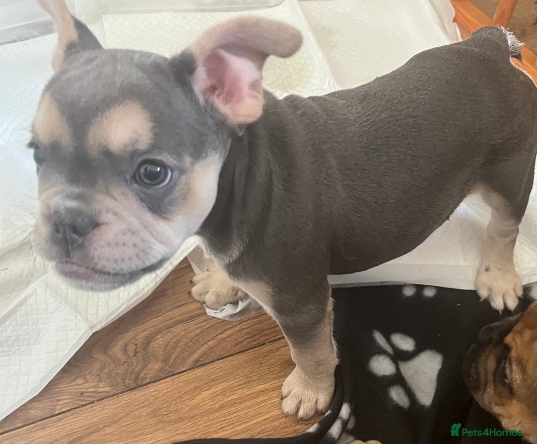 Mixed Breed dogs for sale: Beautiful female puppy ready today  - Image 37