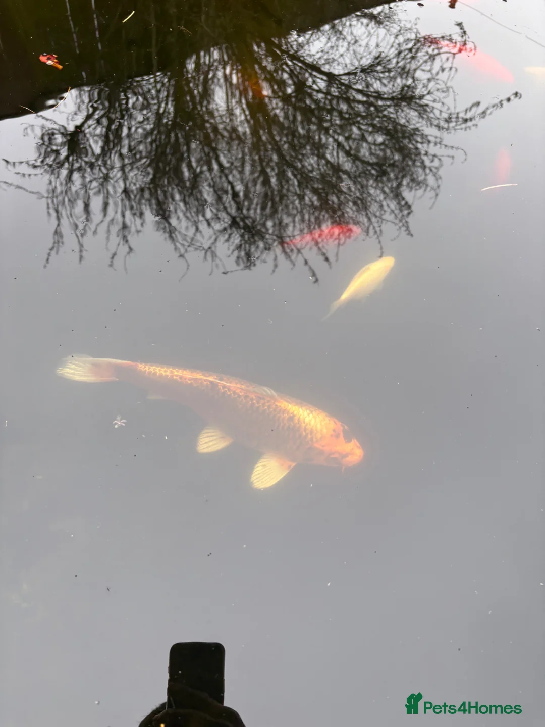 Koi Carp fish for sale: Koi and other fish for sale 30 in total in Northallerton - Advert 14