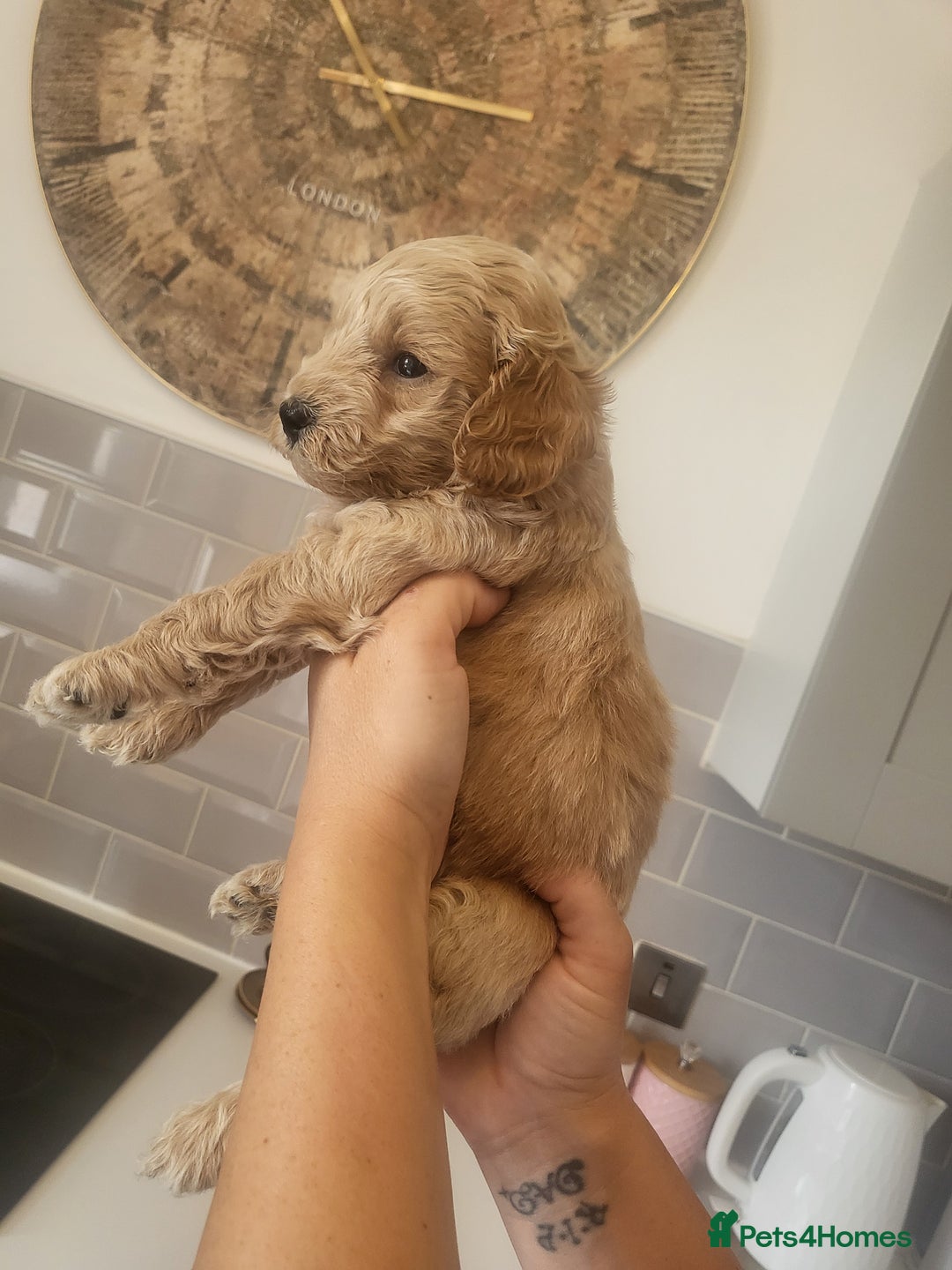 Cockapoo dogs for sale: F1B Cockapoo puppy's x6 stunning colours - Image 7
