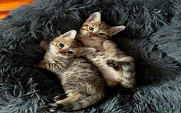Savannah cats for sale: Glorious Savannah Babies - 1 Boy left - Image 10