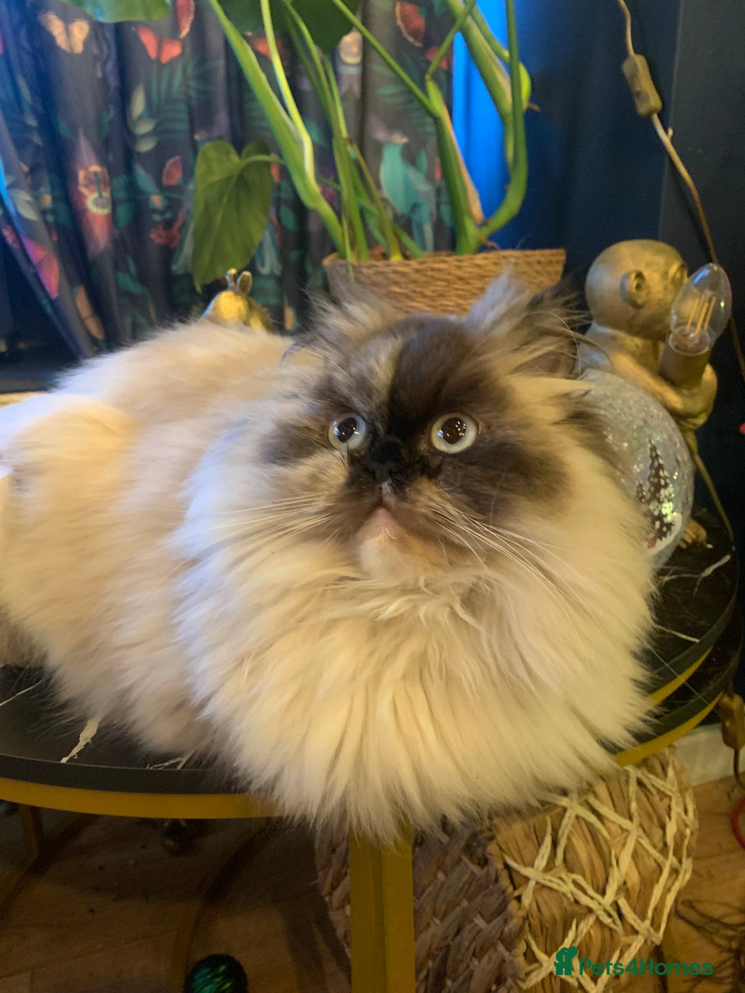 Persian cats for sale: Beautiful Persian queen  - Advert 1