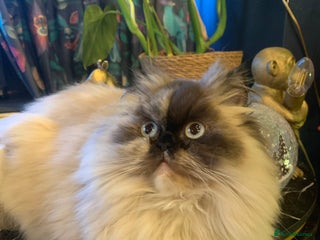 Persian cats Beautiful Persian queen - Advert 17