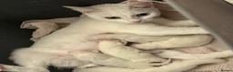 Mixed Breed cats for sale: Pure white kittens - Advert 7