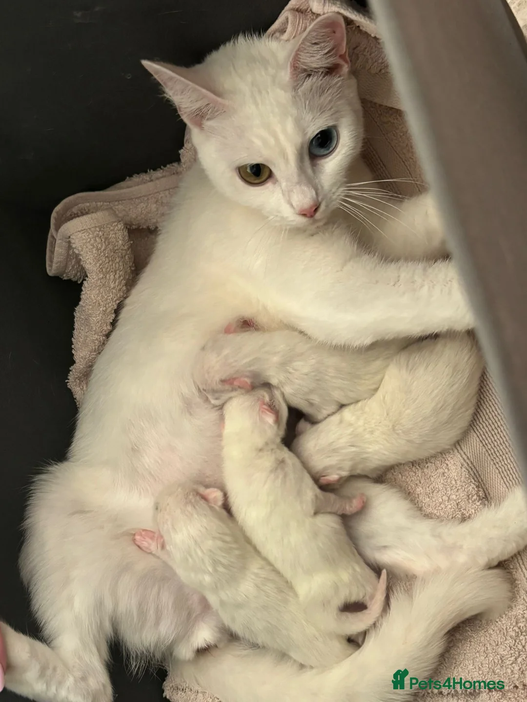 Mixed Breed cats for sale: Pure white kittens - Advert 7