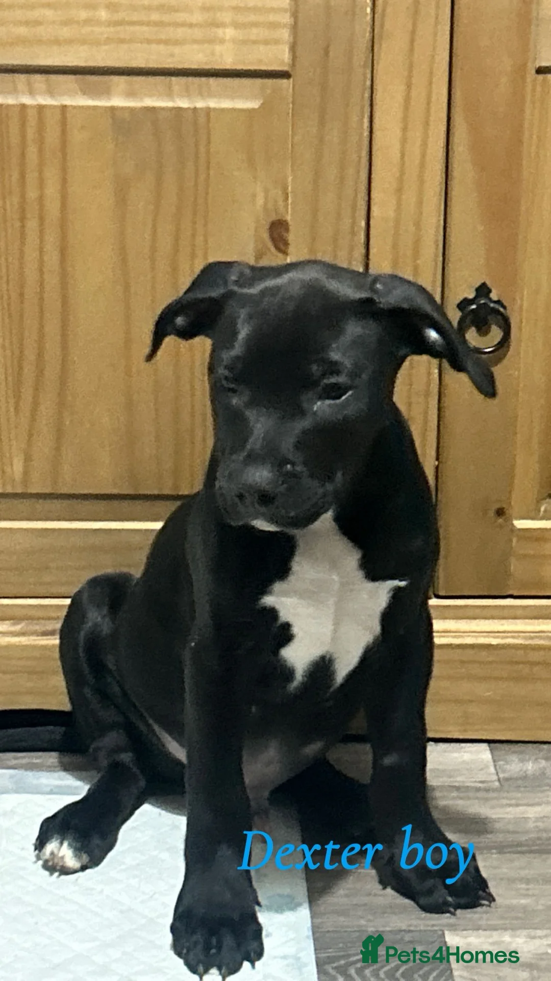 Mixed Breed dogs for sale: Staffy X Rhodesian Ridgeback  - Advert 5