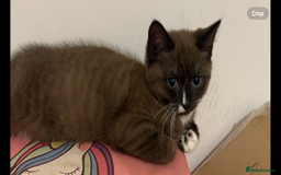 Mixed Breed cats for sale: Male and female kitten - Image 1