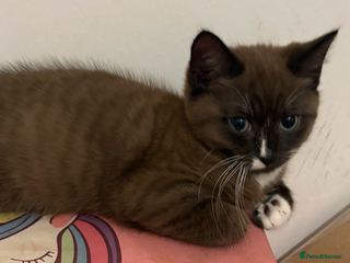 Mixed Breed cats - Advert 38