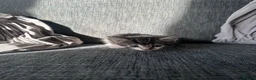Mixed Breed cats for sale: 5 beautiful black tie/ ragdoll kittens for sale  - Advert 31