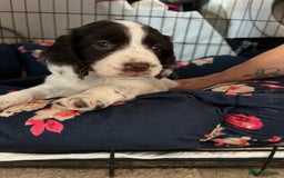 Cocker Spaniel dogs for sale: Litter of 6 - Image 13