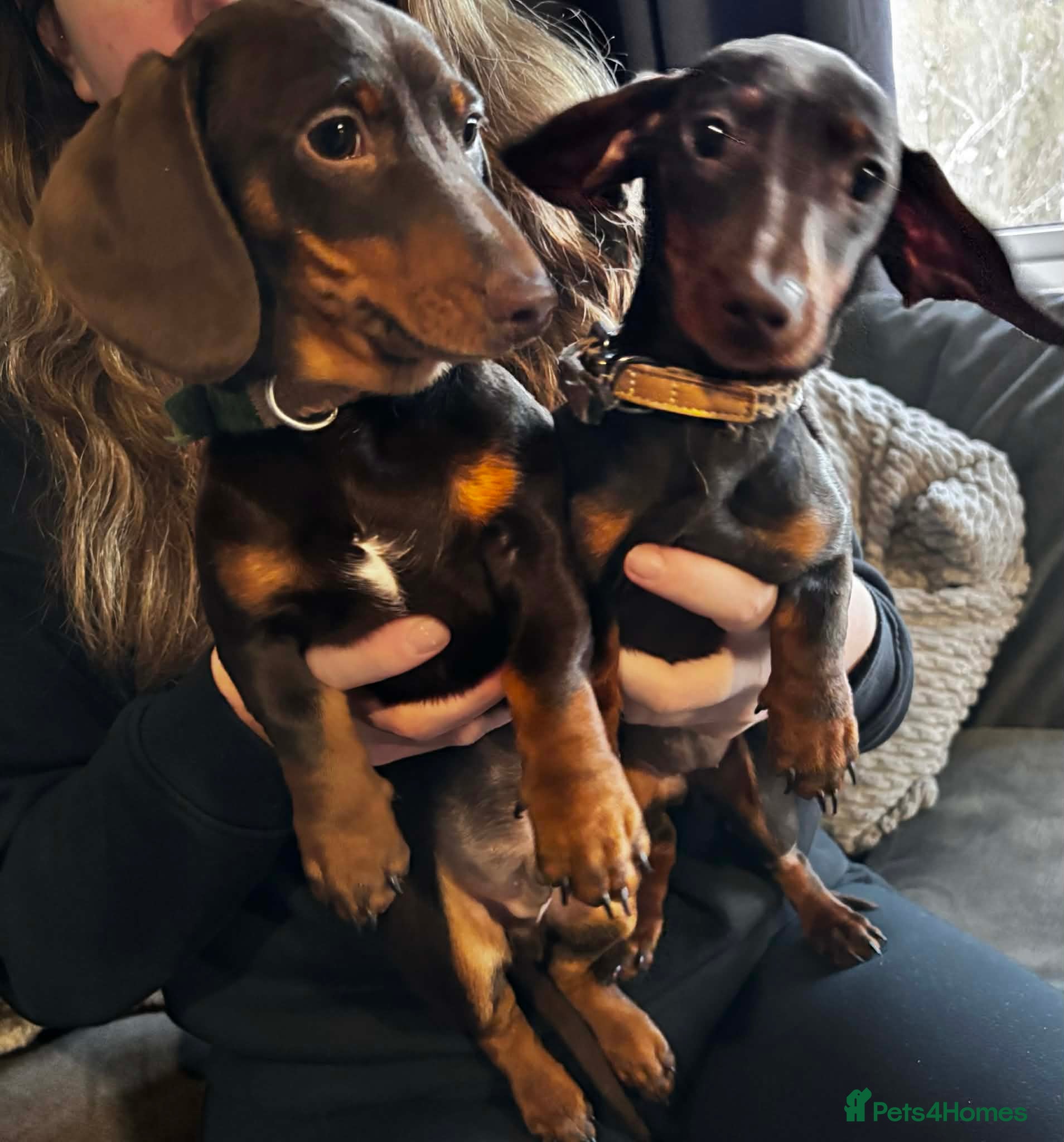 Miniature Dachshund dogs Two miniature dachshund  - Advert 2