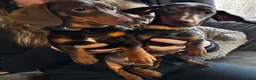 Miniature Dachshund dogs for sale: Two miniature dachshund  in Sudbury - Advert 1