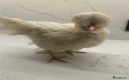 Chickens poultry for sale: rehoming silkie ,polish ,frizzle polish ,etc - Image 7