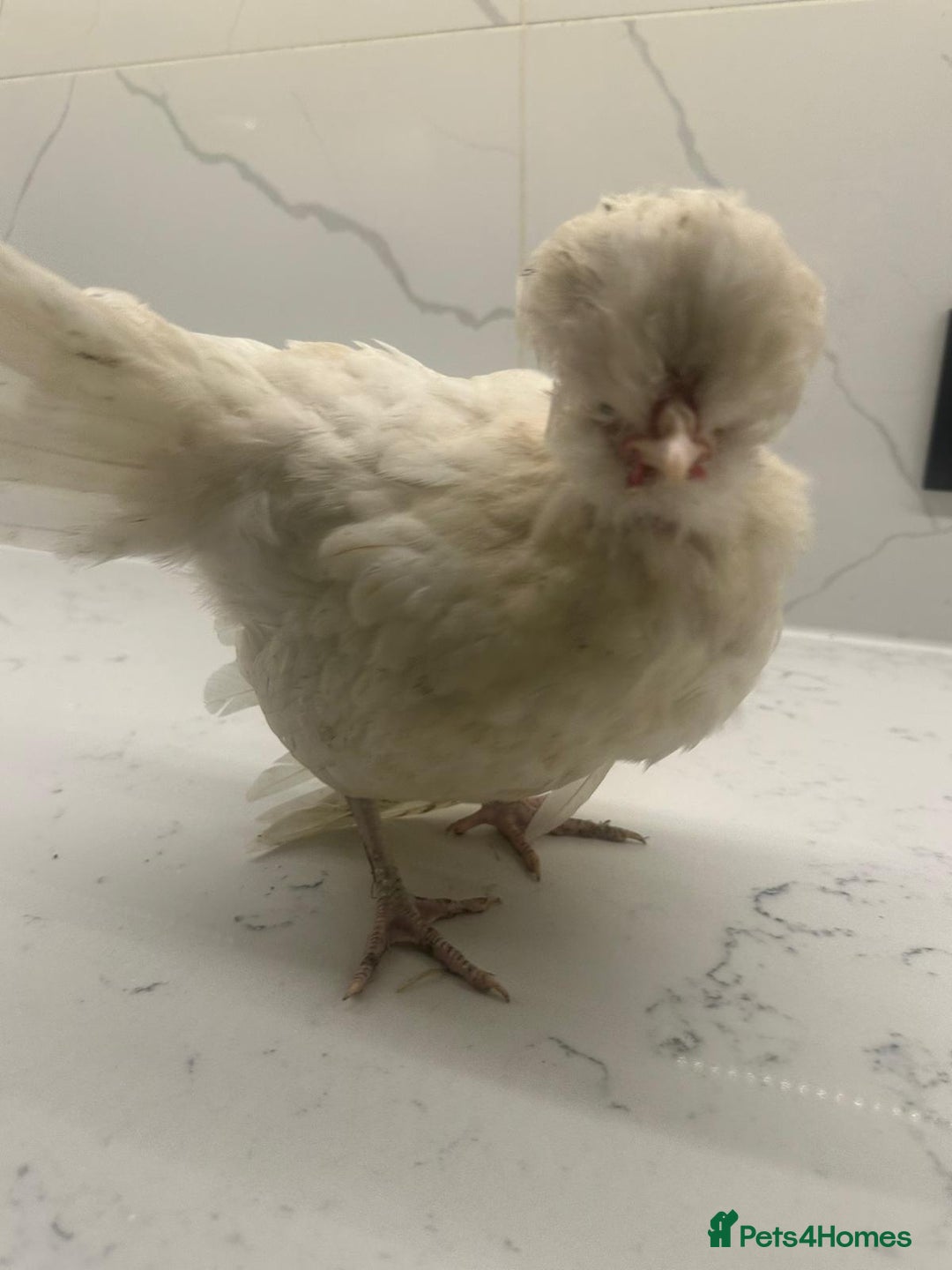 Chickens poultry for sale: rehoming silkie ,polish ,frizzle polish ,etc - Image 7