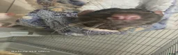 Rat rodents for sale: 2 male rats in Braintree - Advert 3