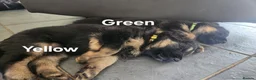 German Shepherd dogs for sale: German shepherd puppys  in Saint Austell - Advert 16