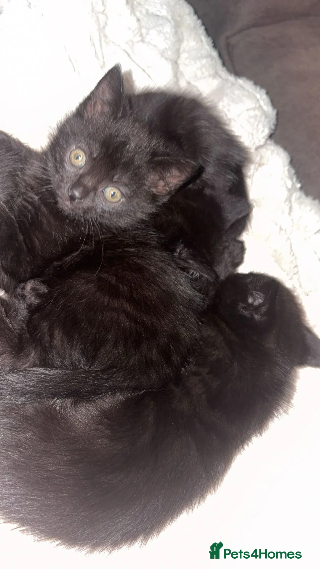 Mixed Breed cats for sale: 3 kittens available - 8 weeks old - Advert 3