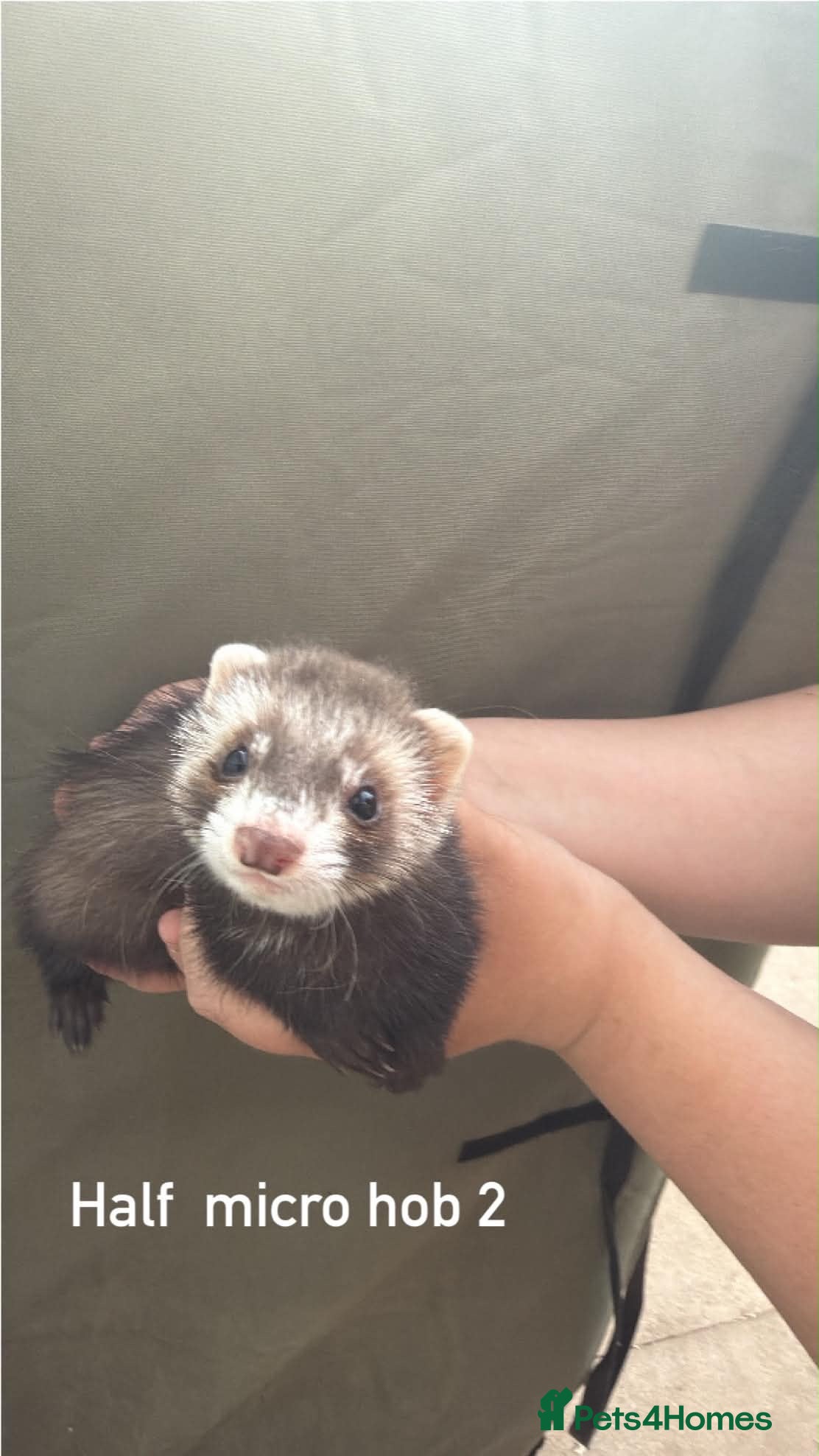 Ferret rodents 1/2 micro ferret and full size ferret hobs  - Advert 2