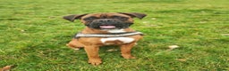 Boxer dogs for sale: Beautiful black mask bobtail/tailed boxer puppies  - Advert 5